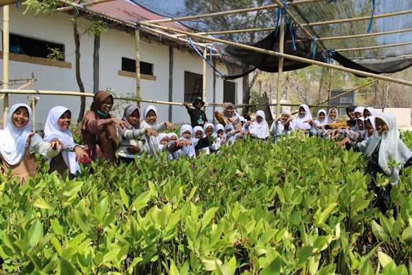 Siswi MI 3 Annuqayah melihat budidaya mangrove.