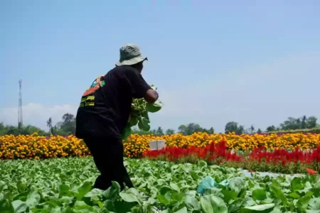 Petani memanen sayur di lahan Gerbas Tani.
