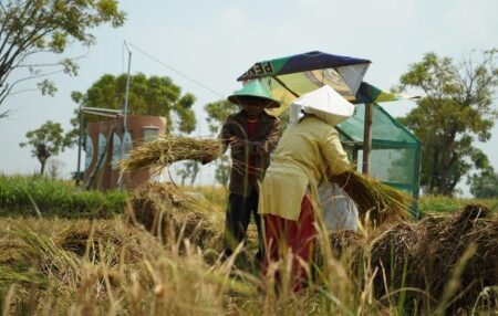 Pelindo Marine Sulap Lahan Kering di Madura Jadi Ladang Subur