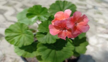 5 Manfaat Menanam Bunga Geranium di Rumah Bunga Geranium (Instagram/sahabat.geranium)