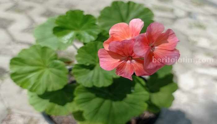 Bunga Geranium (Instagram/sahabat.geranium)