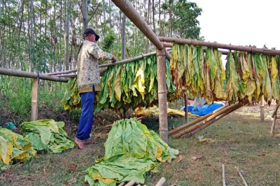 Tembakau Banyuwangi