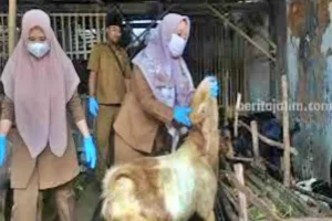 Penyakit Mata Serang Ternak Kambing di Sampang, Pemilik Bingung