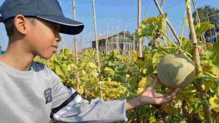 Salah satu pengunjung di Wisata Petik Melon Desa Balongwono, Kecamatan Trowulan, Kabupaten Mojokerto. [Foto : Misti/beritajatim.com]