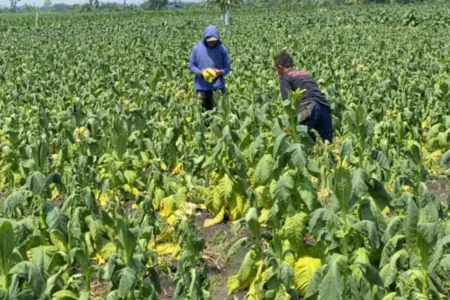 Puluhan Hektar Tembakau di Ngawi Terancam Gagal Panen Akibat Hujan Deras Kondisi tembakau di Desa Jatipuro, Karangjati, Ngawi yang terancam gagal panen karena guyuran hujan deras.