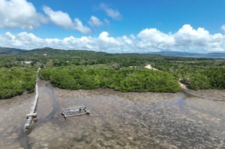 Pelindo Terminal Petikemas Tanam Harapan Baru di Sulawesi Tenggara Melalui Rehabilitasi Mangrove