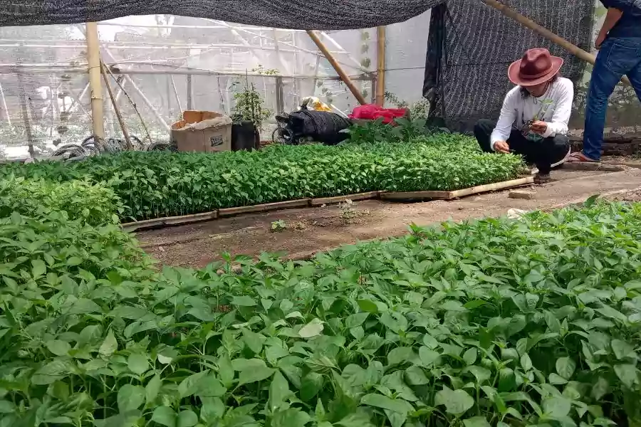 Penyemaian cabai rawit di Desa Kretek, Kecamatan Taman Krocok, Kabupaten Bondowoso. (Deni Ahmad Wijaya/Beritajatim.com)
