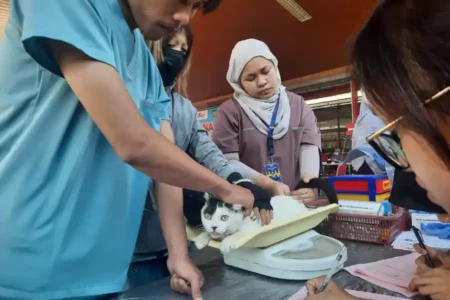 Pemkot Blitar Sediakan Program Kastrasi untuk 50 Kucing, Ini Syaratnya foto berita jatim