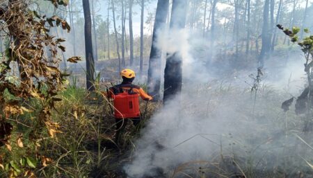 1,5 Hektar Lahan di Kawasan Hutan Pinus Bondowoso Terbakar Petugas memadamkan api di sebuah lahan terbakar di kawasan hutan pinus Desa Curahpoh, Kecamatan Curahdami, Bondowoso, Minggu (1/9/2024). (Pusdalops BPBD Bondowoso)