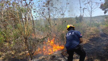 Petugas BPBD Kabupaten Bondowoso berusaha memadamkan api di lahan perhutani, Kamis (19/9/2024). (Pusdalops BPBD Bondowoso)