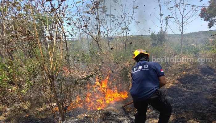Petugas BPBD Kabupaten Bondowoso berusaha memadamkan api di lahan perhutani, Kamis (19/9/2024). (Pusdalops BPBD Bondowoso)
