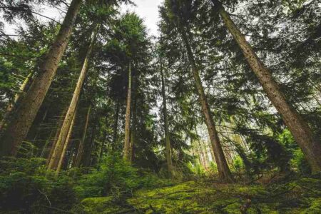 Ilustrasi hutan pinus di Malang. (DSD/pexels.com)