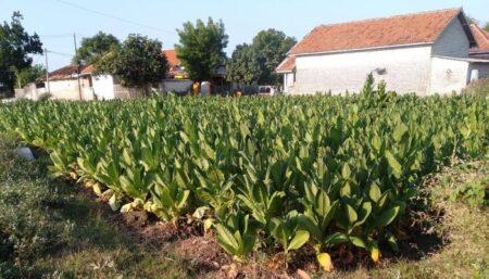 Diguyur hujan sekali, sejumlah petani tembakau mengaku khawatir jika hujan kembali terjadi. Sebab, jika tanaman tembakau yang masih berada di ladang dan terkena air hujan, bisa mempengaruhi aroma tembakau hingga mengancam pada kwalitas serta harga tembakau semakin murah.