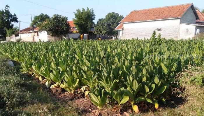 Diguyur hujan sekali, sejumlah petani tembakau mengaku khawatir jika hujan kembali terjadi. Sebab, jika tanaman tembakau yang masih berada di ladang dan terkena air hujan, bisa mempengaruhi aroma tembakau hingga mengancam pada kwalitas serta harga tembakau semakin murah.