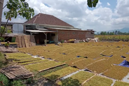 Hujan Mulai Turun, 40% Areal Perkebunan Tembakau di Bondowoso Belum Dipanen foto berita jatim