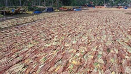 Mayoritas Warganya Petani Tembakau, Lapangan Desa di Bondowoso Jadi Tempat Penjemuran foto beritajatim