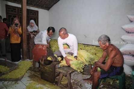 Harga Naik, Petani Tembakau Lamongan Sumringah foto beritajatim