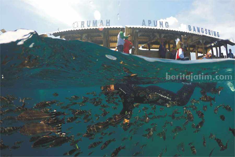 Lokasi Bangsring Underwater Banyuwangi.
