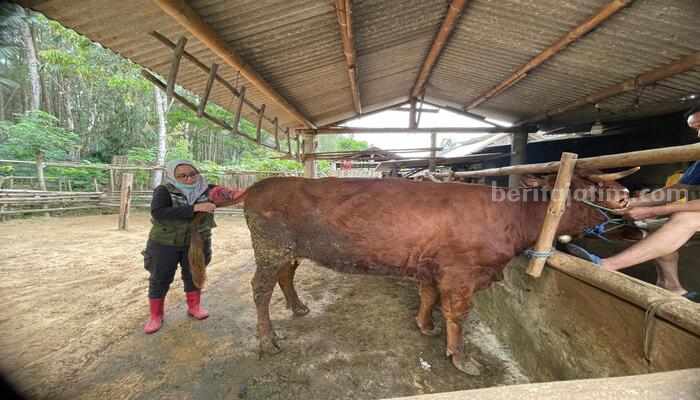 Dispertapangan Banyuwangi Berikan Stimulan Ratusan Sapi, Hasilnya Ciamik