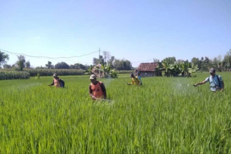 Pertanian Ngawi Penyokong Utama Lumbung Pangan Nasional