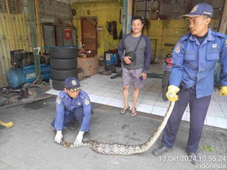 Ular Piton 2 Meter Hebohkan Karyawan Pencucian Mobil di Gresik Foto petugas Damkarla Gresik mengevakuasi ular piton di tempat pembuangan air pencucian mobil