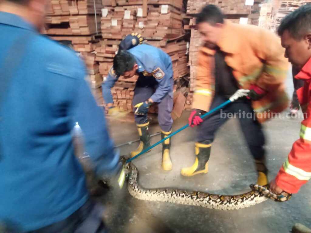 Ular Piton Gresik