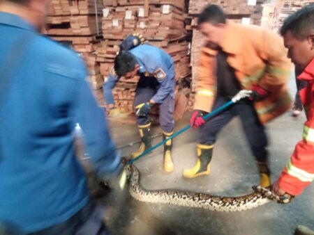 Pekerja Gresik Dikagetkan Ada Ular Piton 4 Meter Bersembunyi di Tumpukan Kayu Ular Piton Gresik