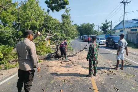 Pemotor Ngawi Tewas Tertimpa Pohon Tumbang di Jalan Raya Maospati Magetan