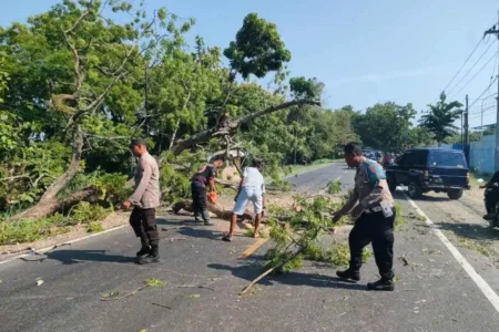 Pohon tumbang menimpa pemotor di Jalan Raya Maospati-Ngawi masuk Desa Maron, Karangrejo, Magetan, Minggu (27/10/2024)
