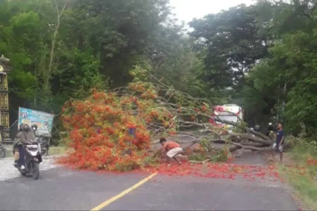 Siswi SMA di Ngawi Terluka Usai Tertimpa Pohon Tumbang di Jalan Nasional foto beritajatim
