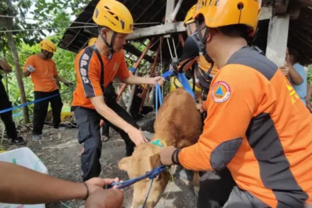 Baru Dibeli, Anak Sapi di Magetan Terperosok ke Sumur
