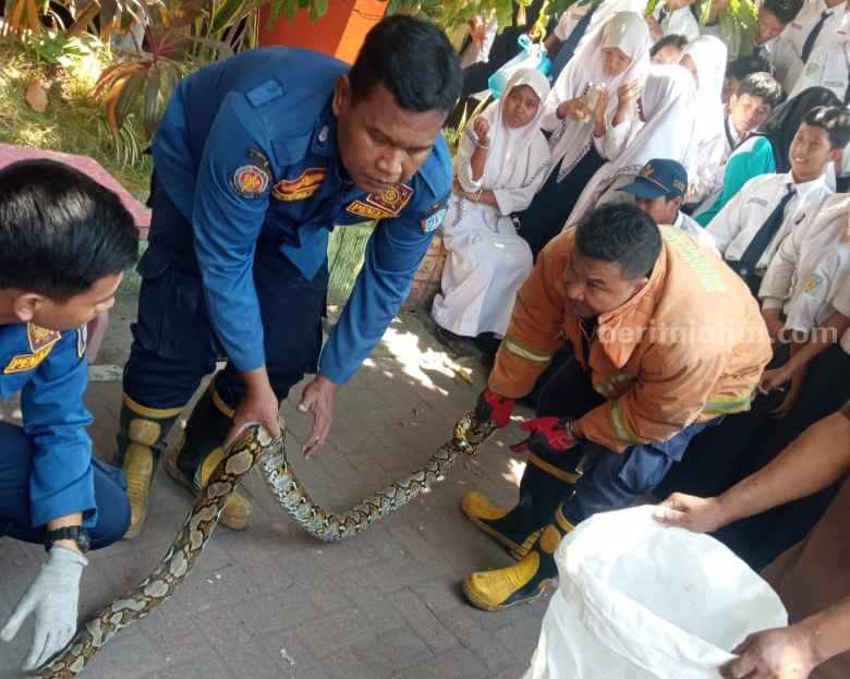 Ular Piton 3 Meter Gegerkan Siswa SMPN 1 Gresik