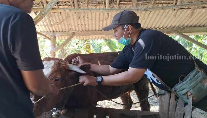 Dinas Pertanian dan Pangan Banyuwangi Bikin Program SMS Pisan, Peternak Sapi Untung Berlipat