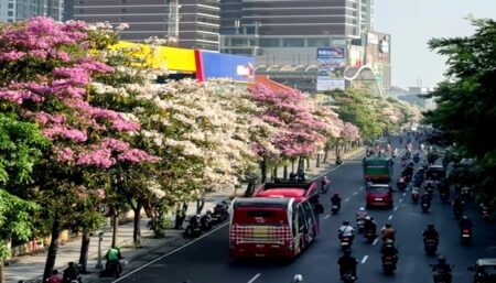 Potret Bunga Tabebuya bermekaran di Surabaya. (Instagram/dishubsurabaya)