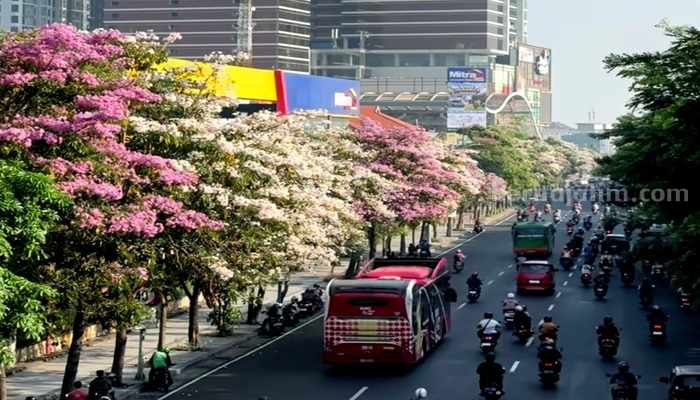 Potret Bunga Tabebuya bermekaran di Surabaya. (Instagram/dishubsurabaya)