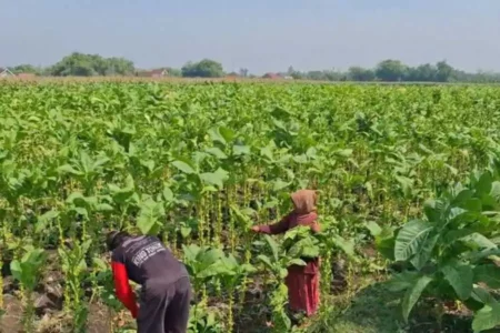 Musim Hujan, Petani Tembakau Madiun Petik Lebih Awal Hindari Gagal Panen Petani Desa Ngale, Pilangkencang, Kabupaten Madiun saat memetik tembakau, Jumat (04/10/2024)