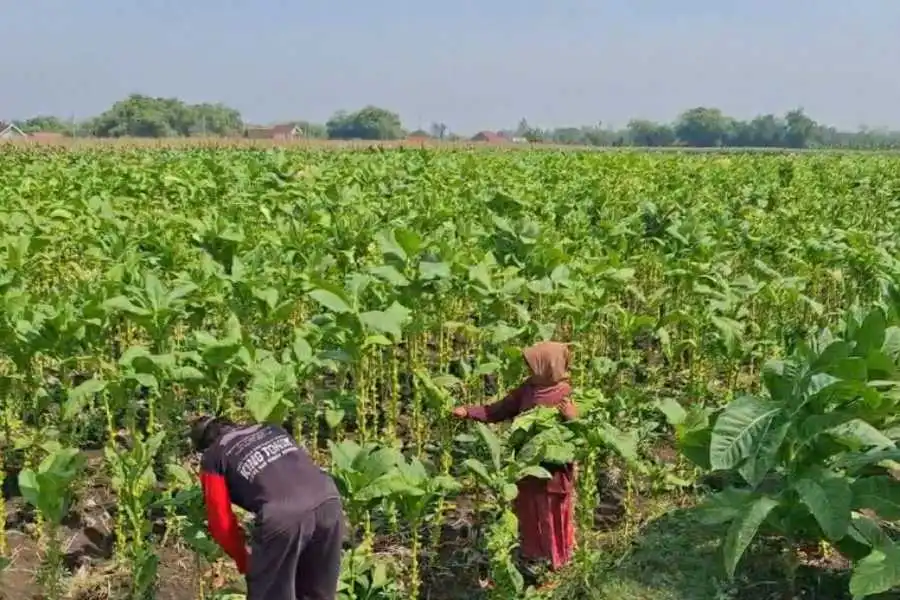 Petani Desa Ngale, Pilangkencang, Kabupaten Madiun saat memetik tembakau, Jumat (04/10/2024)