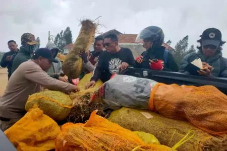 Pencarian terakhir, masih ditemukan ribuan ganja di Lumajang
