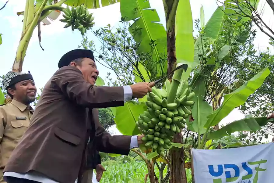 Direktur Utama YDSF melakukan panen raya Pisang Mas Kirana dari program Zakat Produktif di Banyuwangi.
