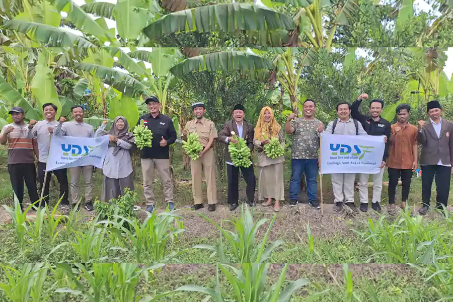 YDSF melakukan panen raya Pisang Mas Kirana dari program Zakat Produktif di Banyuwangi.