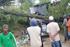 Pohon Asam Tumbang Timpa Rumah Warga Sampang