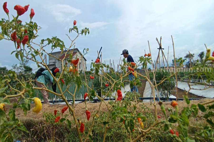 Tanaman cabai petani Kota Probolinggo.