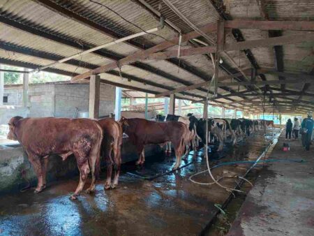 Gresik Jadi Penghasil Daging Sapi dan Ayam Potong, Produksi 2024 Lebih dari Cukup Foto BeritaJatim.com