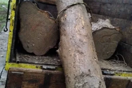 Polhut Madiun Amankan Truk Muat Batang Kayu Jati Foto BeritaJatim.com