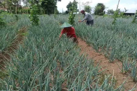 Peternak Sapi Perah Ponorogo Bangkit Lewat Pertanian Sayur Usai Wabah PMK Sujito, peternak sapi perah asal Pudak saat meninjau tanaman duan bawang prei miliknya. (Foto/Endra Dwiono/Beritajatim.com)