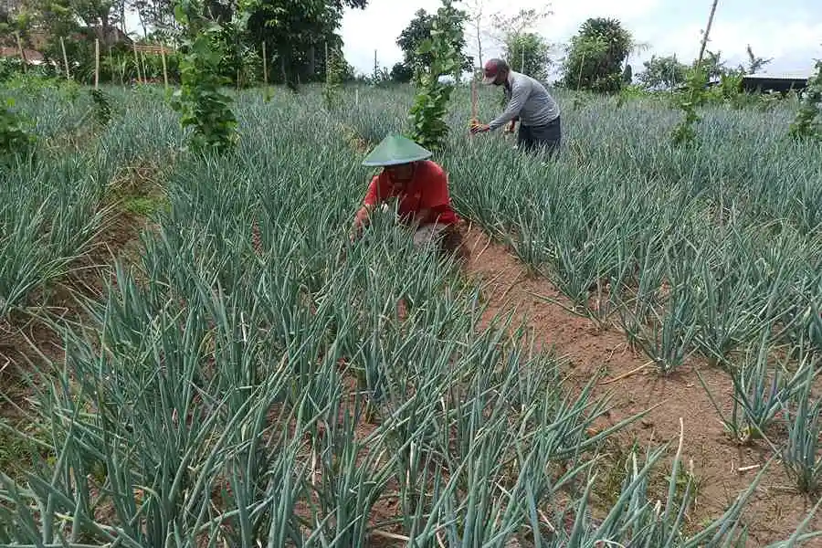 Sujito, peternak sapi perah asal Pudak saat meninjau tanaman duan bawang prei miliknya. (Foto/Endra Dwiono/Beritajatim.com)