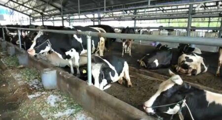 Peternak Pasuruan Buang Susu ke Sungai, DPRD Duga Pengalihan Isu Foto BeritaJatim.com