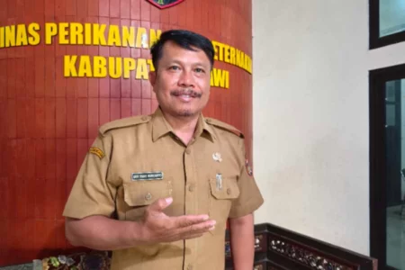 Persiapan Makan Bergizi Gratis, Pemkab Ngawi Siapkan 500 Hektar Lahan untuk Hijauan Sapi Perah Foto BeritaJatim.com