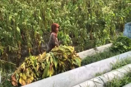 Hujan Deras di Ponorogo Rusak Puluhan Hektare Tembakau Foto BeritaJatim.com