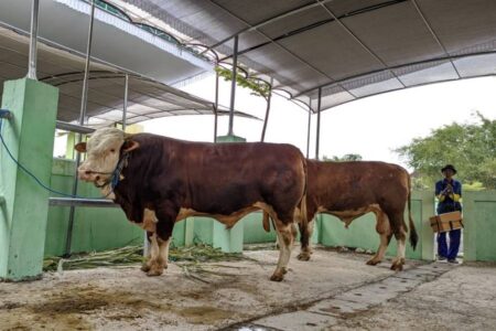 Disnakan Bojonegoro Sebut Hewan Ternak Rentan Terserang Penyakit di Peralihan Musim Foto BeritaJatim.com